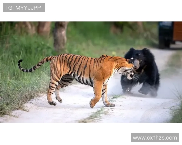 老虎大学与瓜拉达的精彩对决揭示了体育竞技的无限魅力与激情